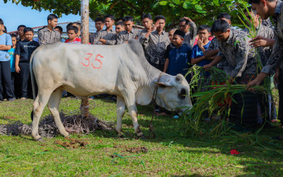 Pelaksanaan Qurban Idul Adha 10 Dzulhijjah 1446 Hijriyyah